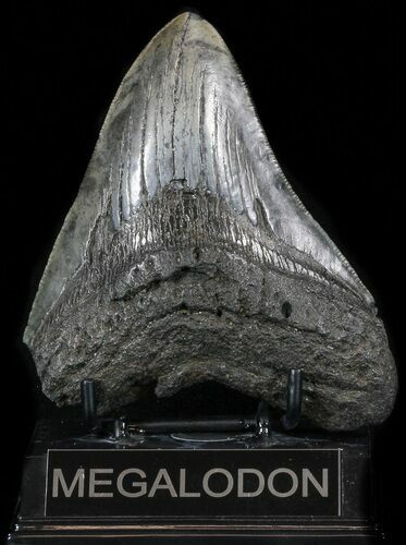 Fossil Megalodon Tooth #56970